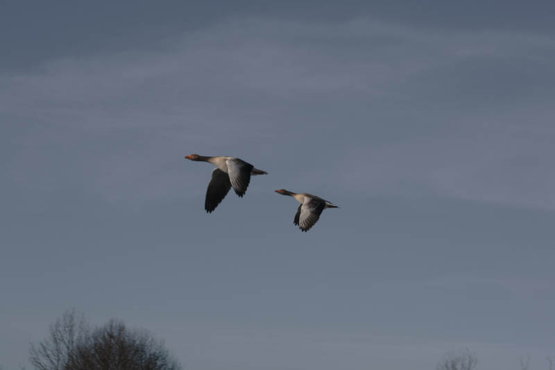 Gänseflug