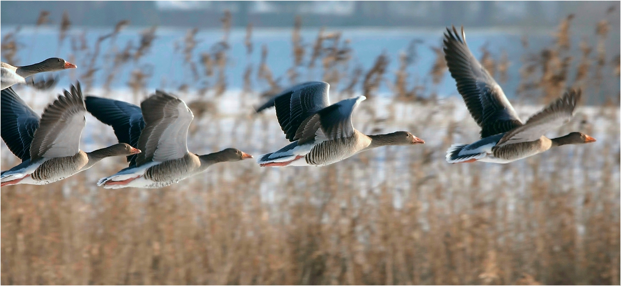 Gänseflug