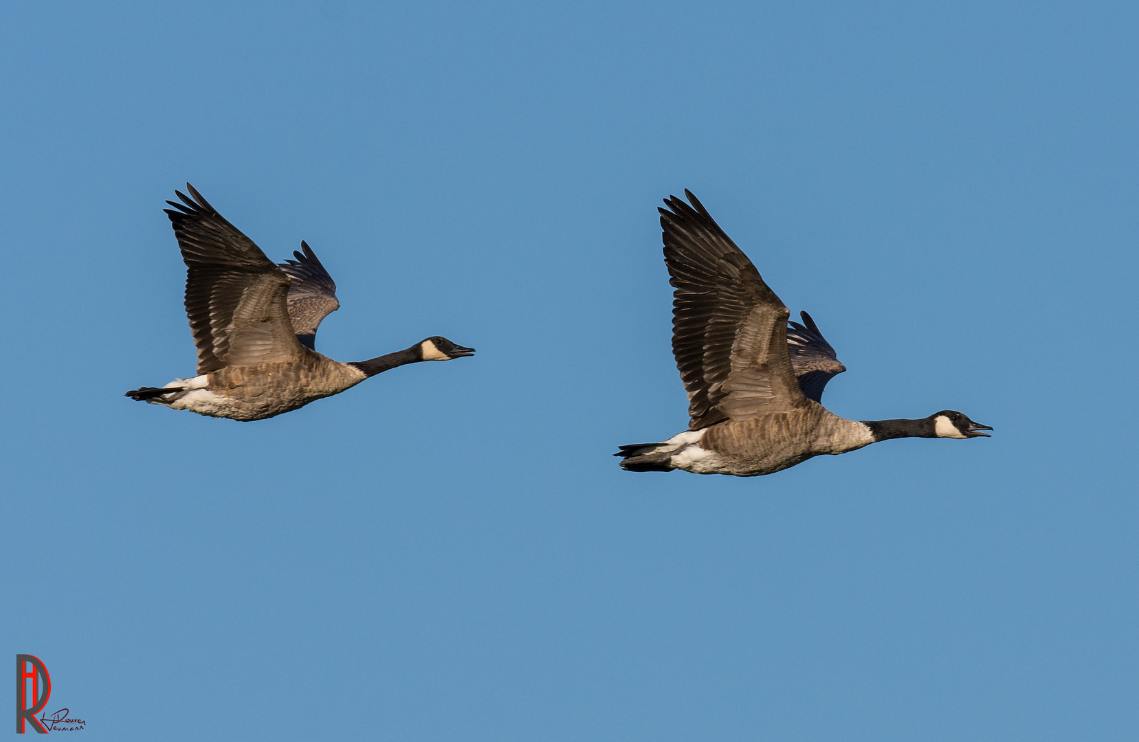 Gänseflug