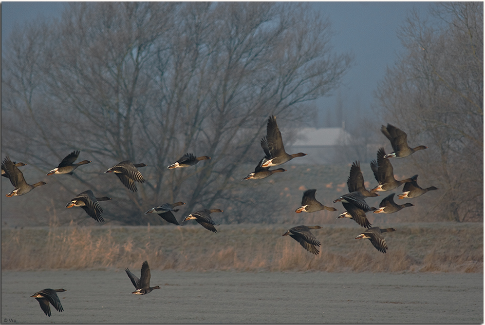 Gänseflug