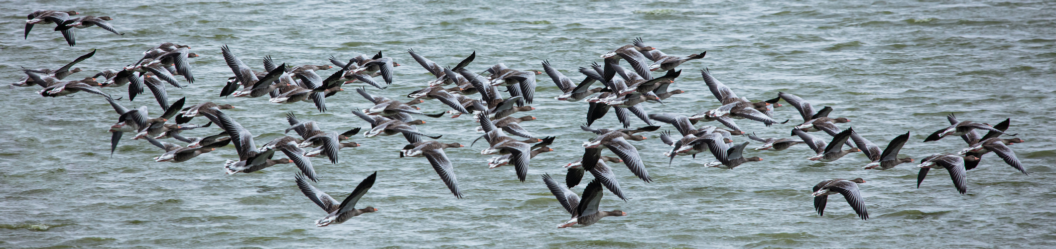 Gänseflug am Gülper See