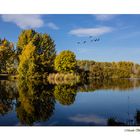 Gänseflug am See bei Etzin