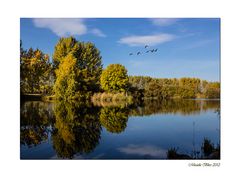 Gänseflug am See bei Etzin