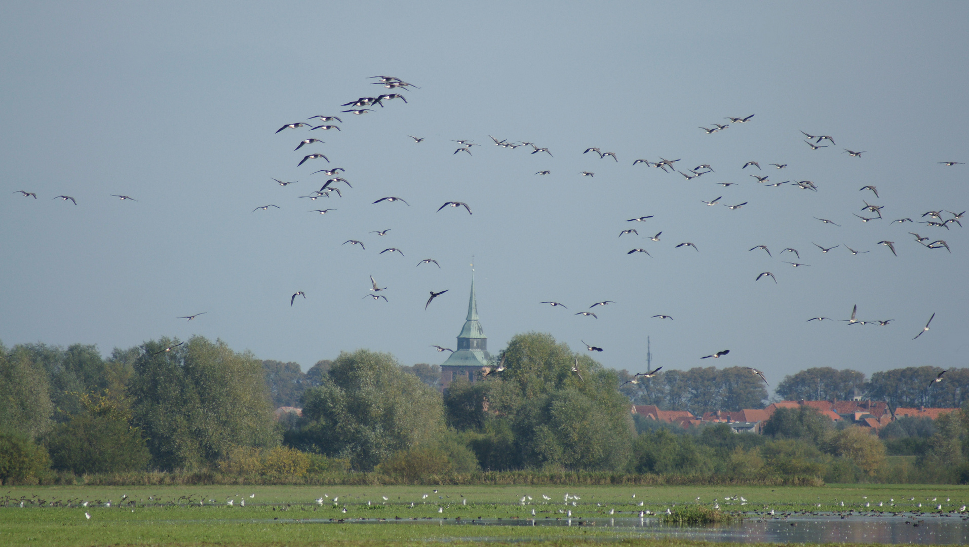 Gänseflug bei Boizenburg