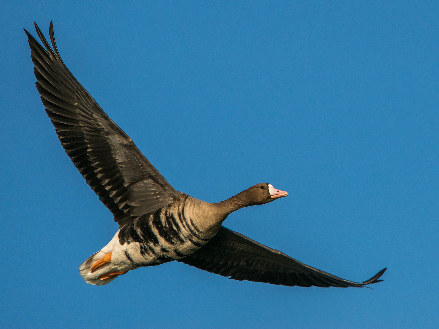 Gänseflug