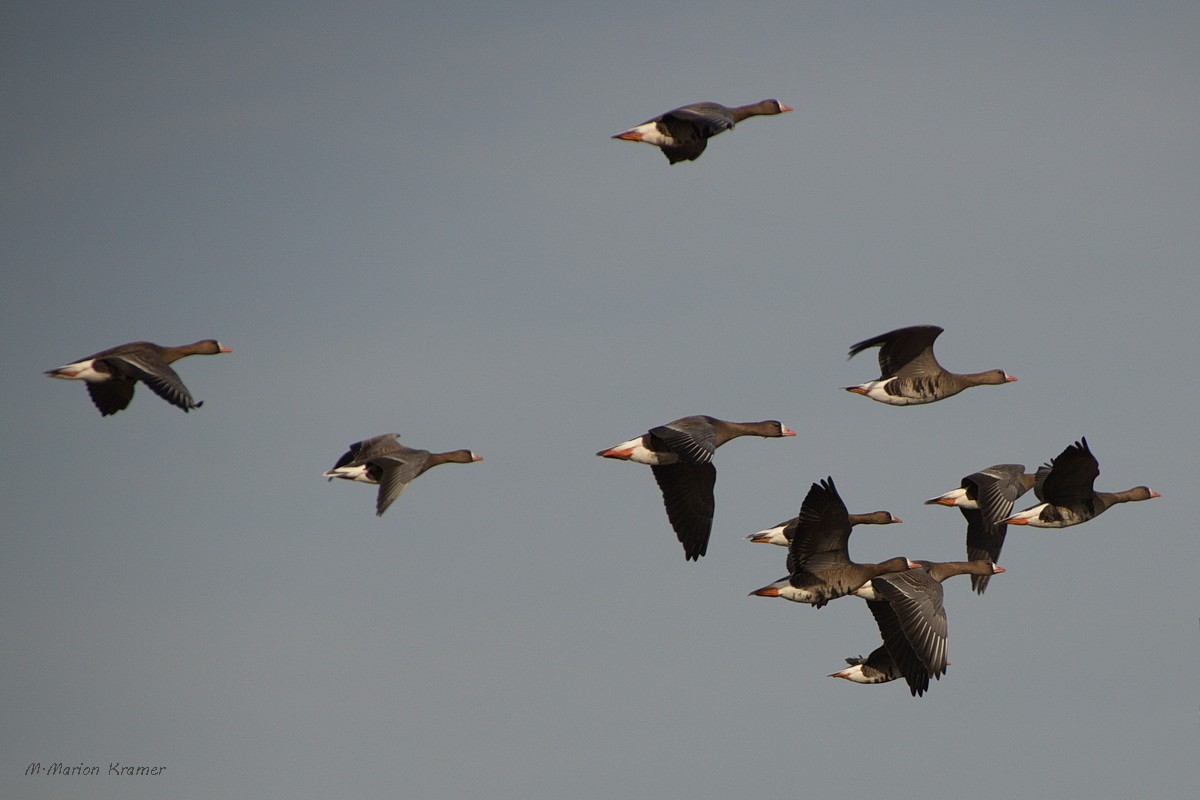 Gänseflug