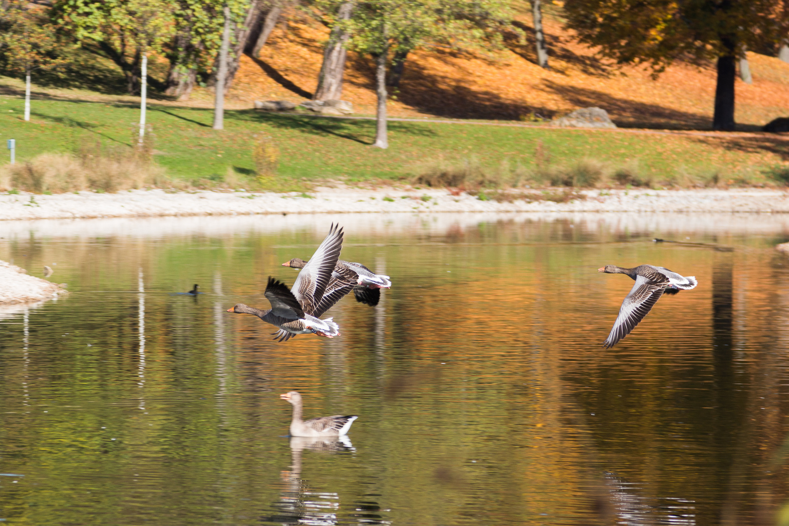 Gänseflug dicht über dem See