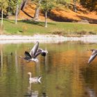 Gänseflug dicht über dem See