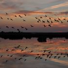 Gänseflug im Himmelmoor