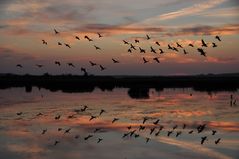 Gänseflug im Himmelmoor