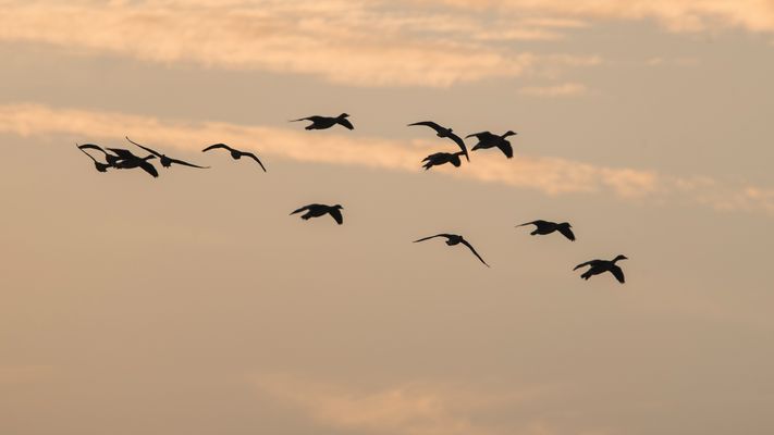 " Gänseflug im Morgengrauen "