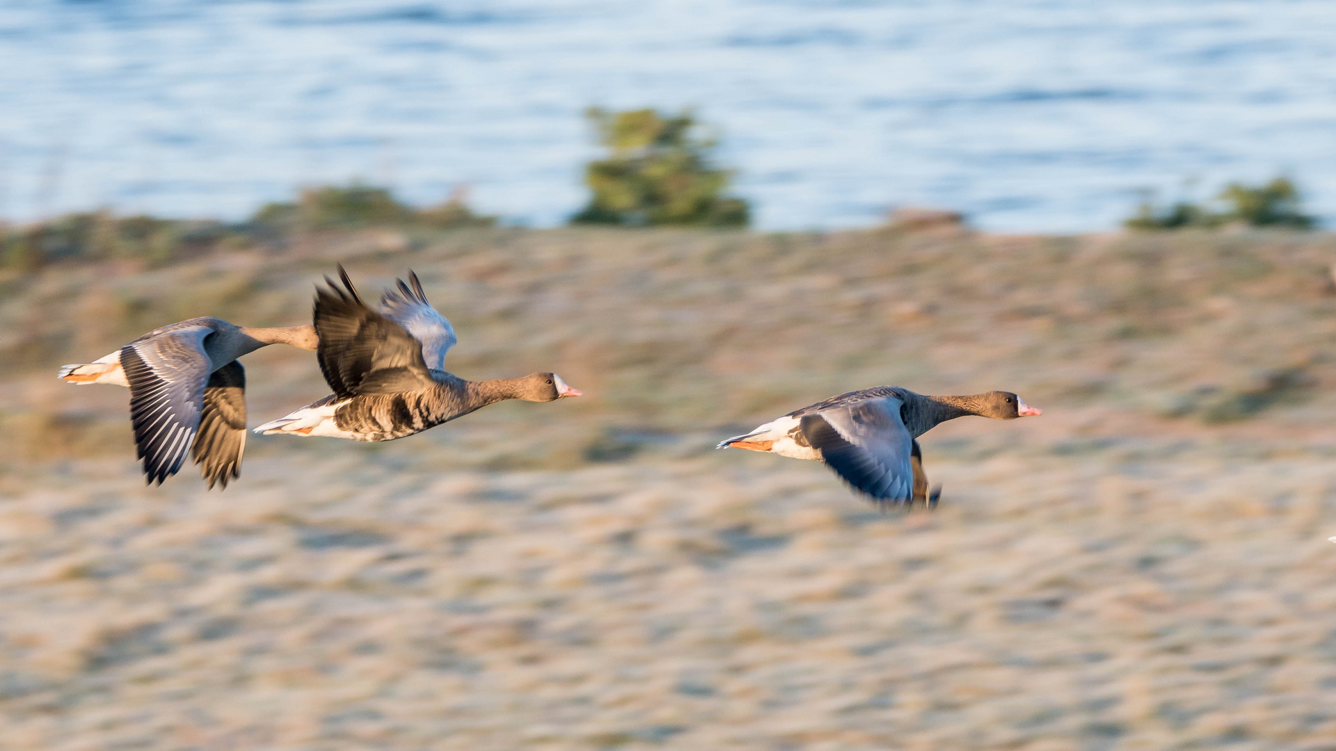 Gänseflug im Morgenlicht