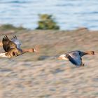 Gänseflug im Morgenlicht