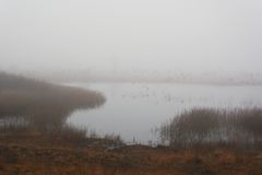 Gänseflug im Nebel