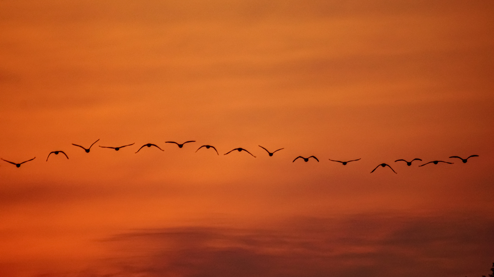 Gänseflug im Sonnenaufgang