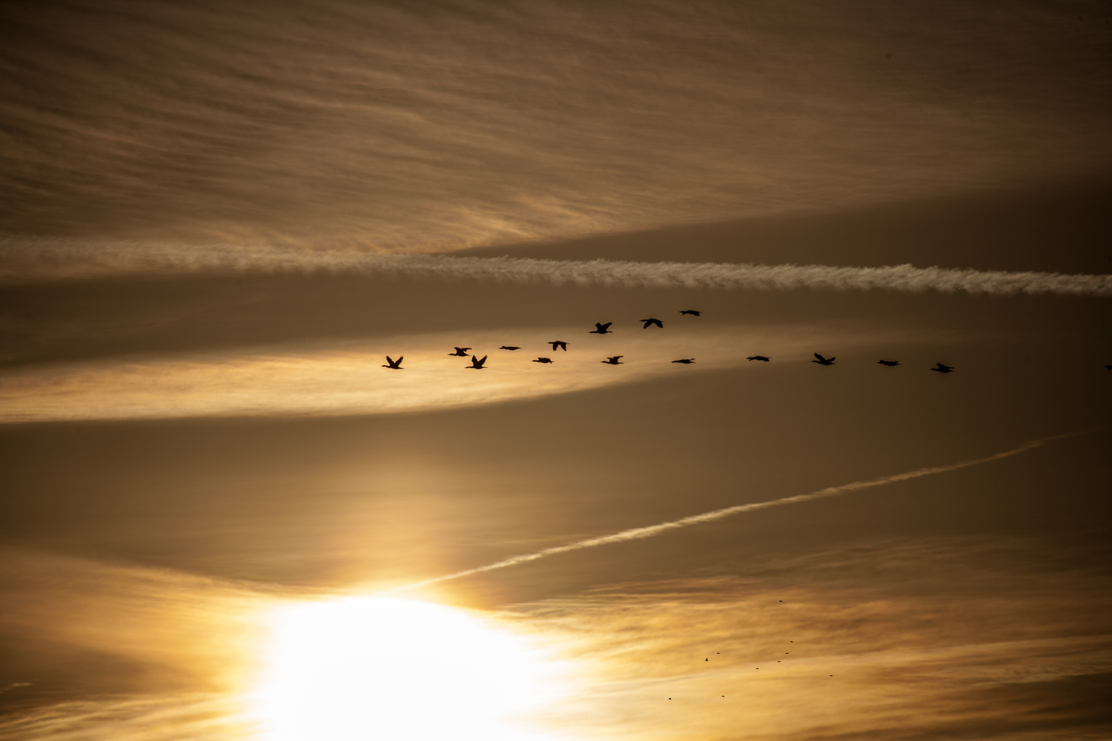 Gänseflug im Sonnenuntergang