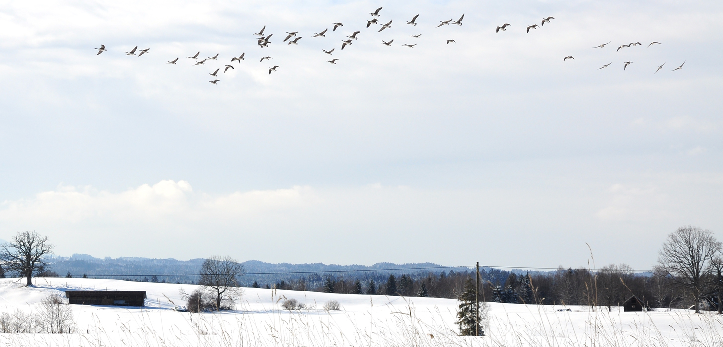 GÄNSEFLUG IM WINTER