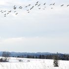 GÄNSEFLUG IM WINTER