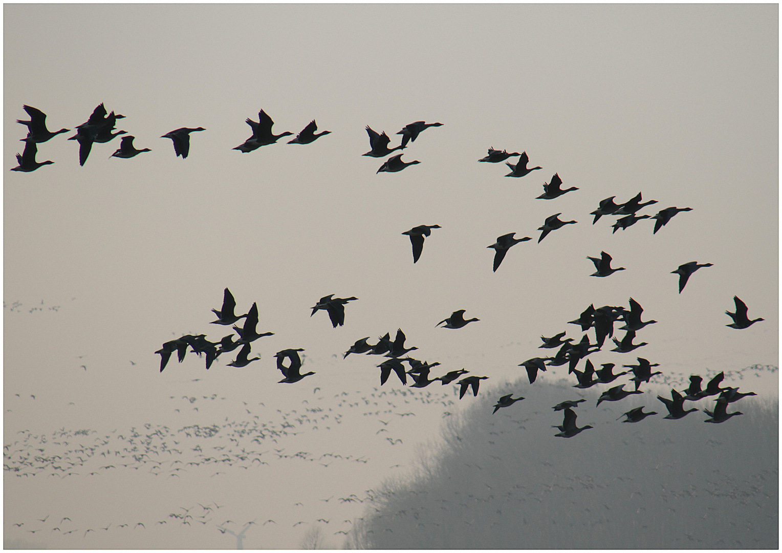 Gänseflug  -  L'arrivée des oies