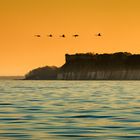 Gänseflug vor Kap Arkona