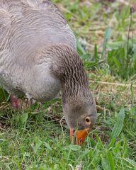 Gänsefraß