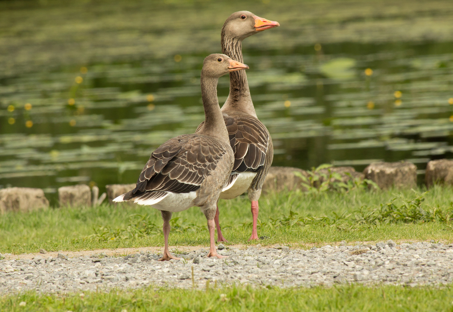 Gänsefreunde