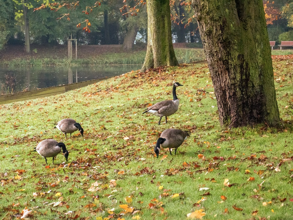 Gänsefrühstück im Kaisergarten