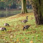 Gänsefrühstück im Kaisergarten