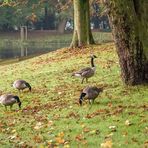 Gänsefrühstück im Kaisergarten