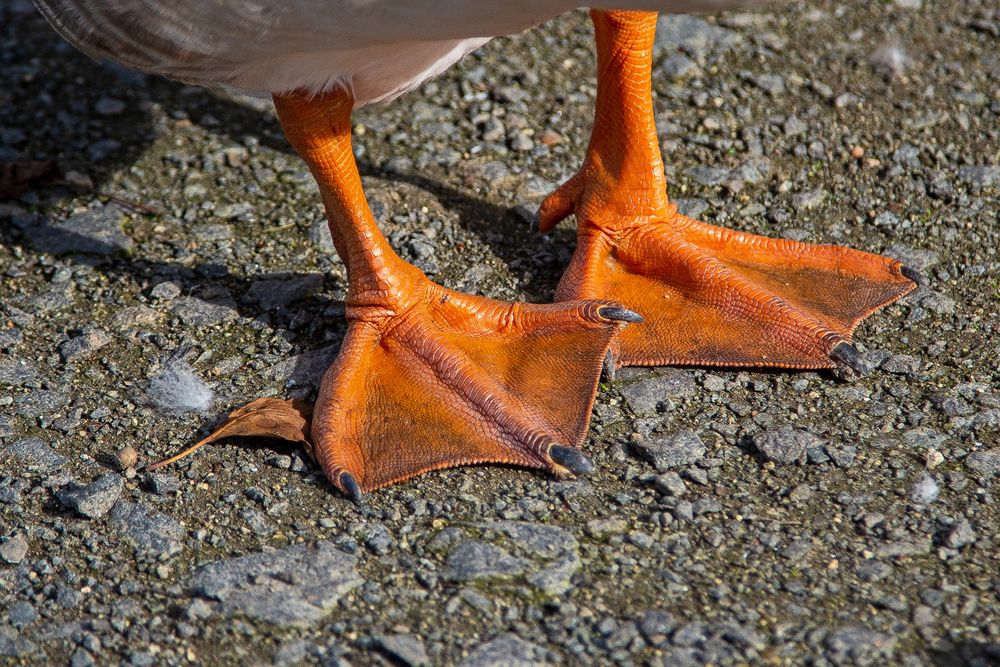 Gänsefüßchen Foto &amp; Bild | tiere, wildlife, wild lebende vögel Bilder ...