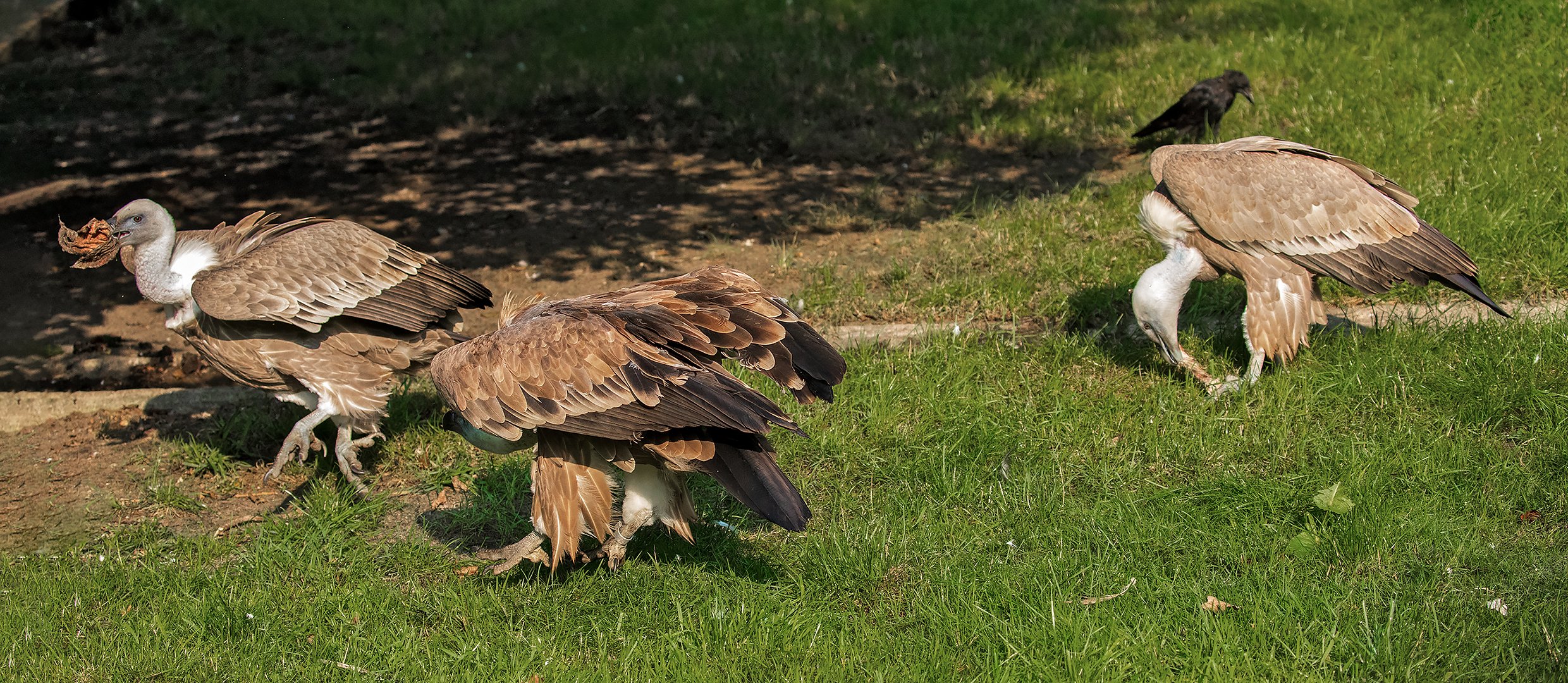 Gänsegeier 001