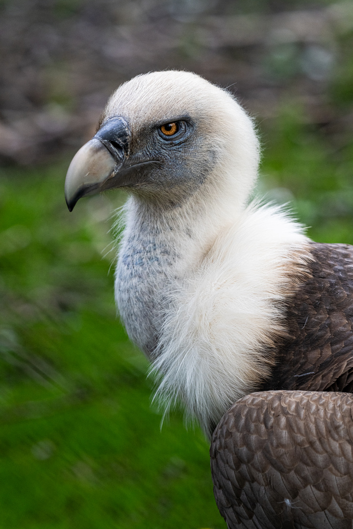 Gänsegeier