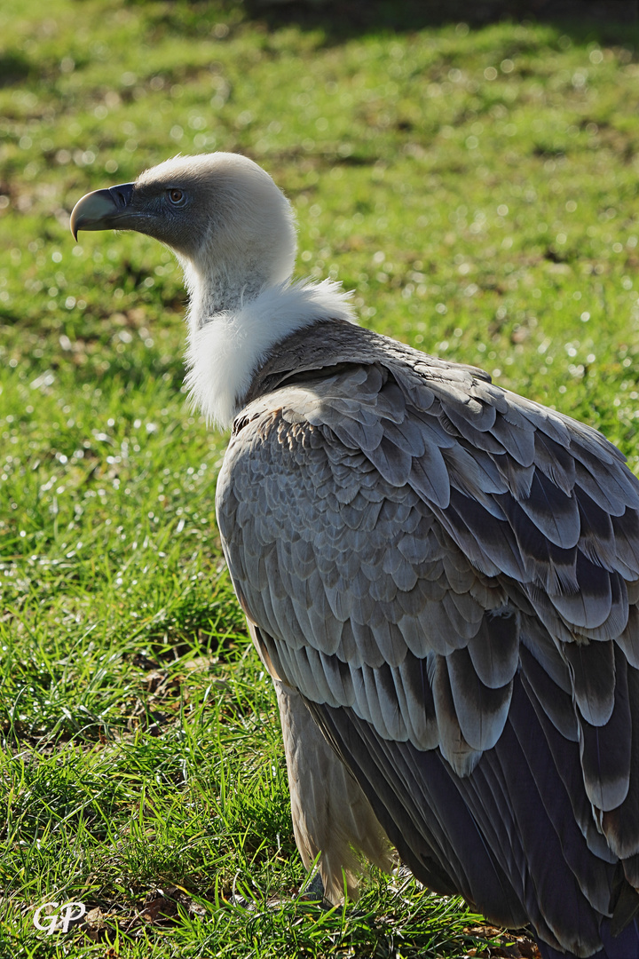 Gänsegeier