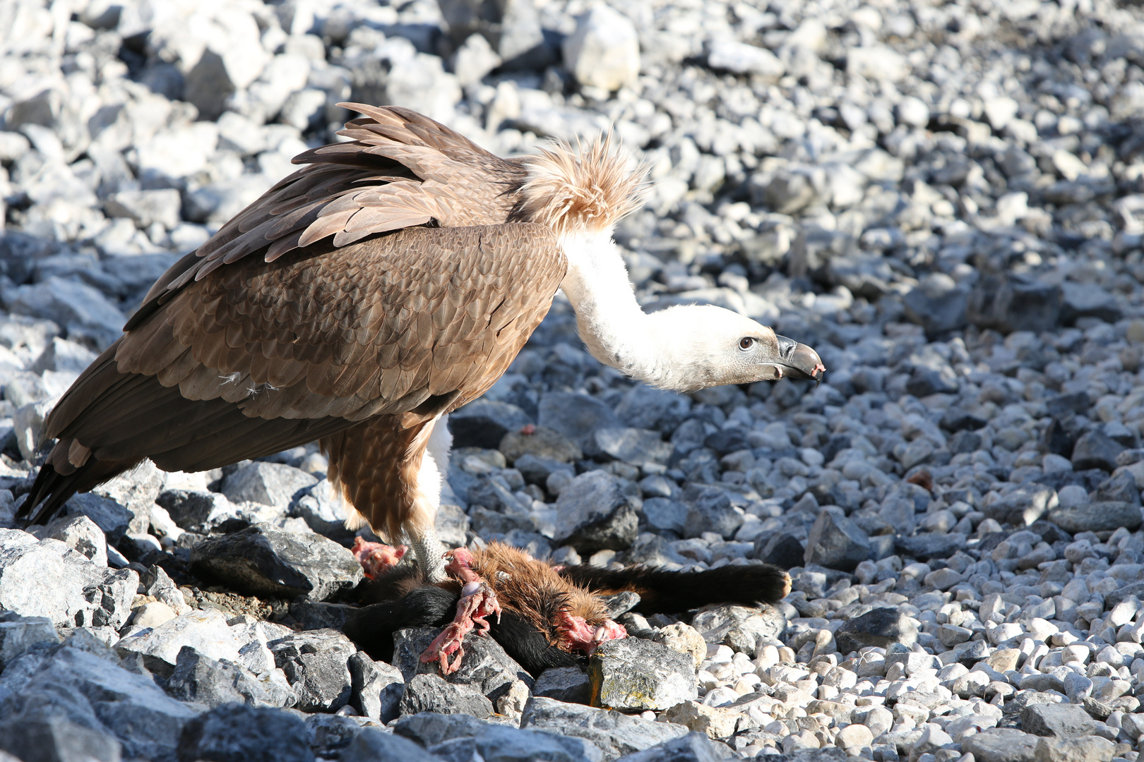 Gänsegeier