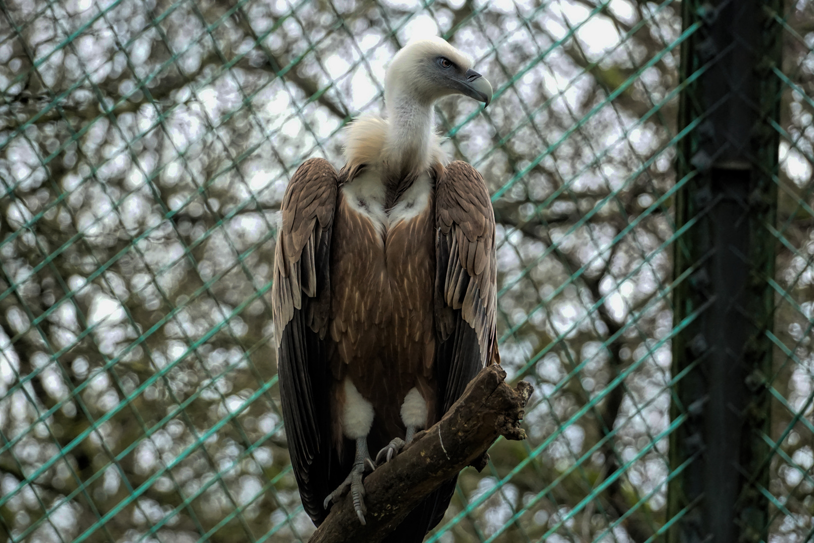 Gänsegeier