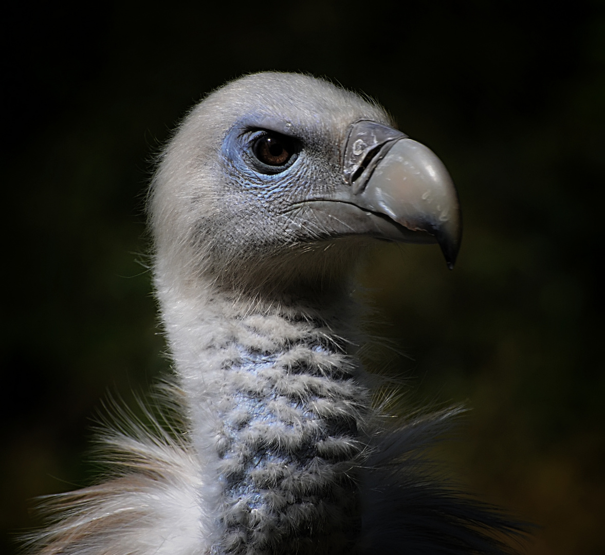 Gänsegeier