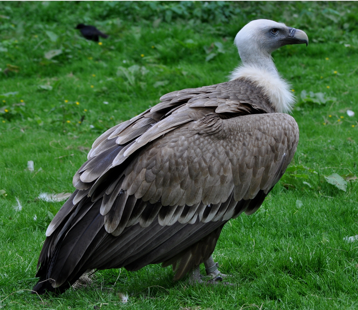 Gänsegeier