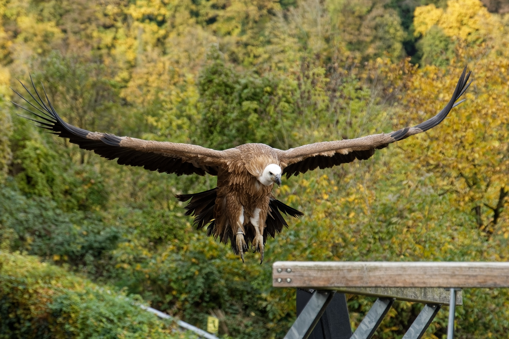 Gänsegeier 