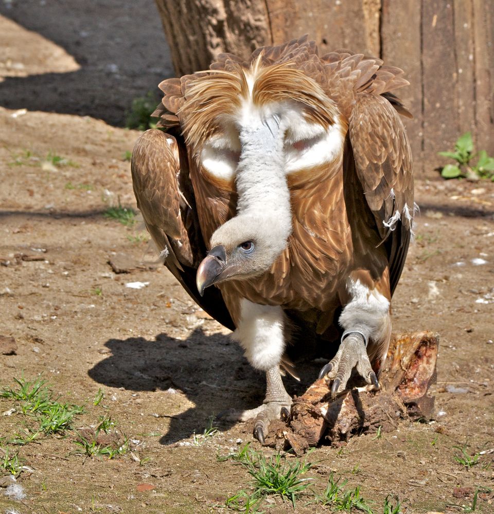 Gänsegeier (12)