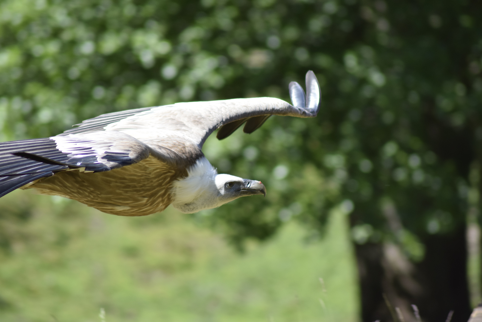 Gänsegeier