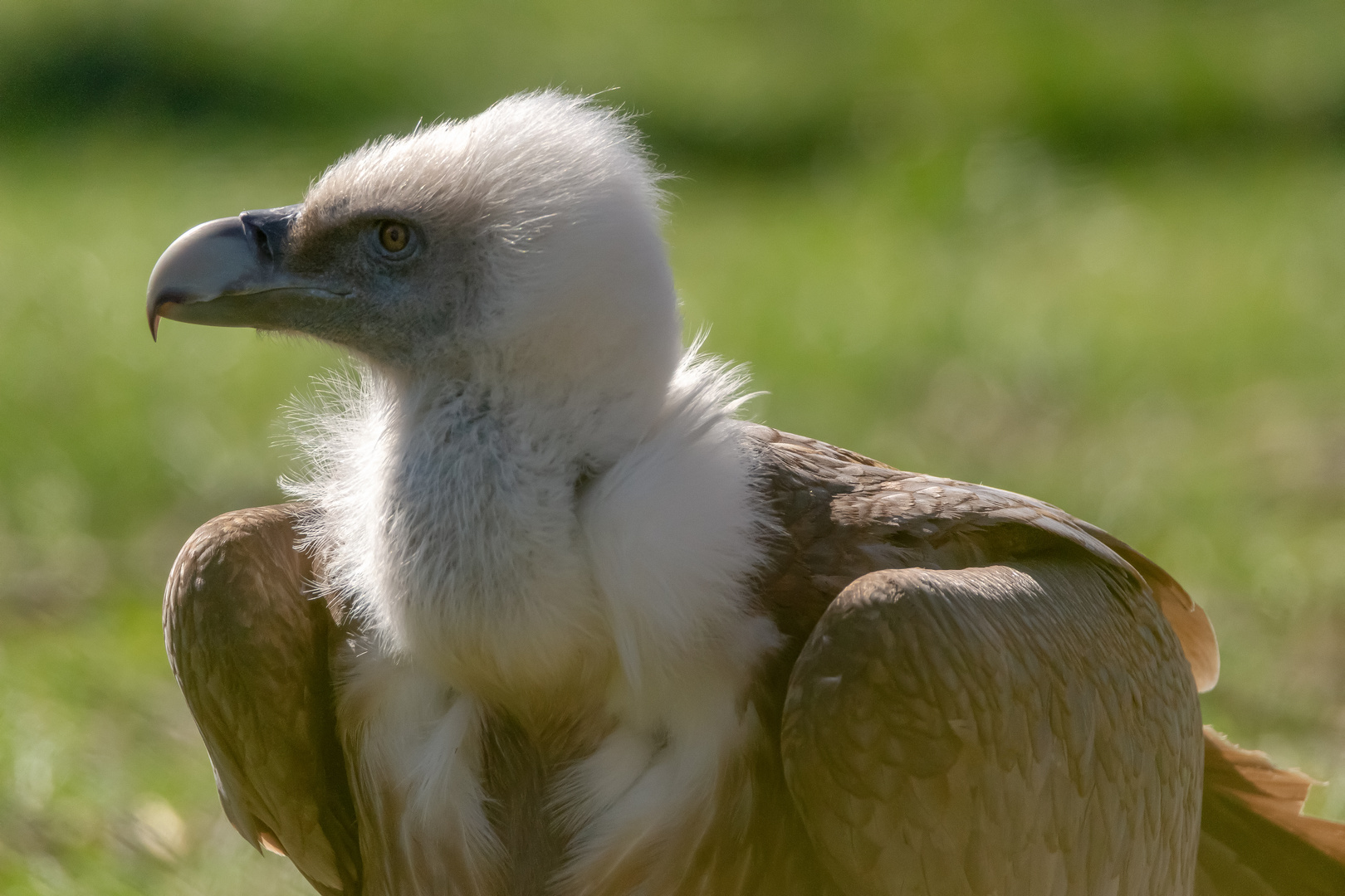 Gänsegeier