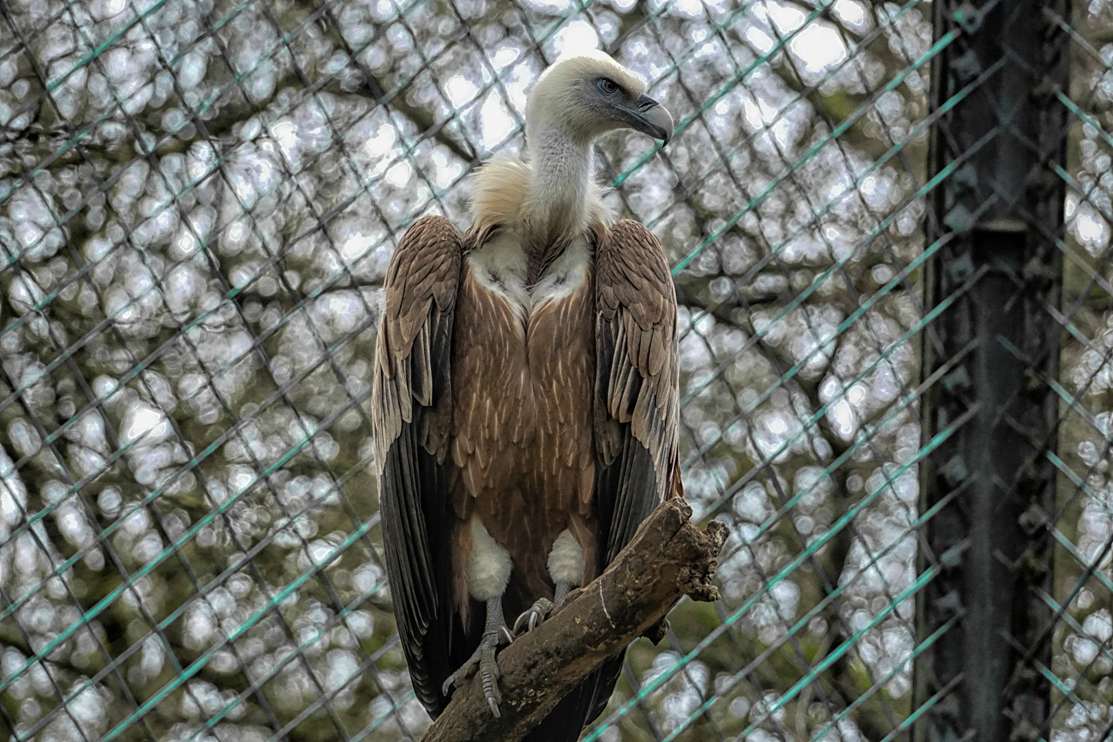 Gänsegeier