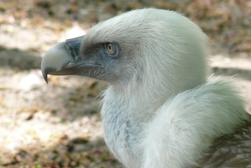 Gänsegeier (2)