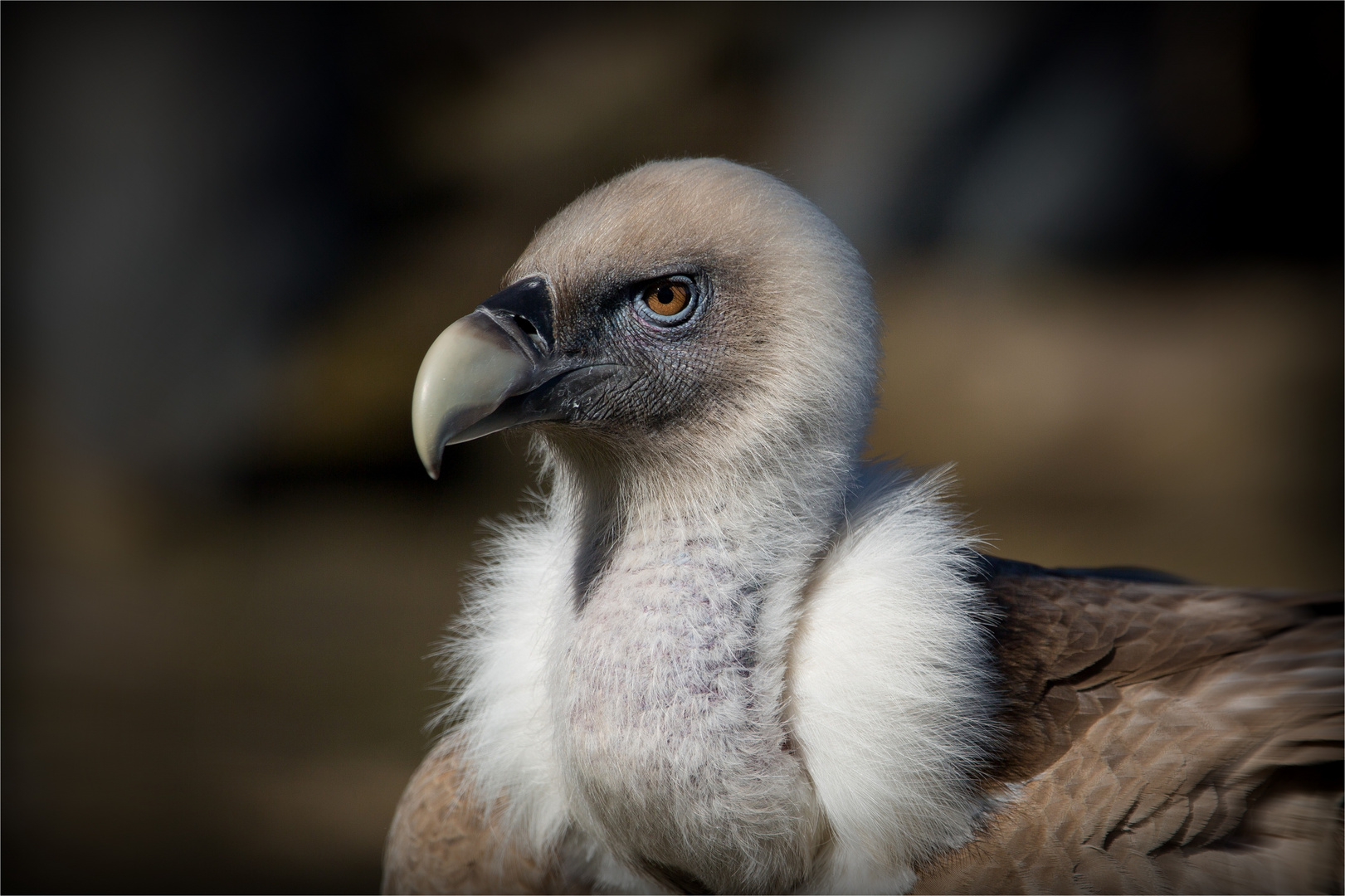 Gänsegeier 2