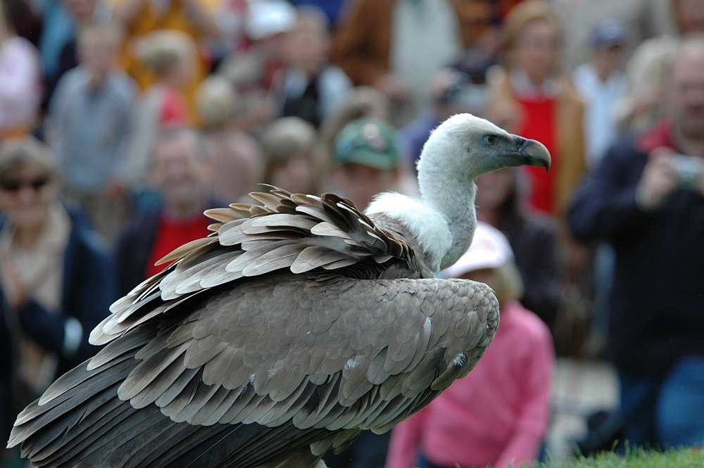 Gänsegeier 2