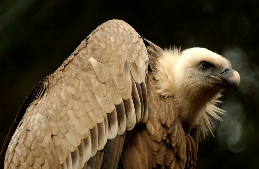 Gänsegeier 2 (captive), Nationalpark Bayerischer Wald