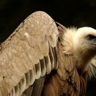 Gänsegeier 2 (captive), Nationalpark Bayerischer Wald