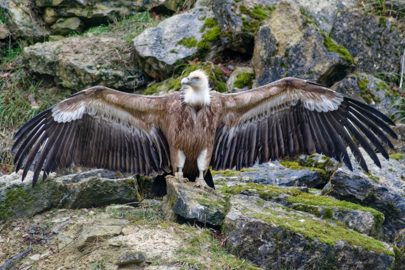 Gänsegeier 