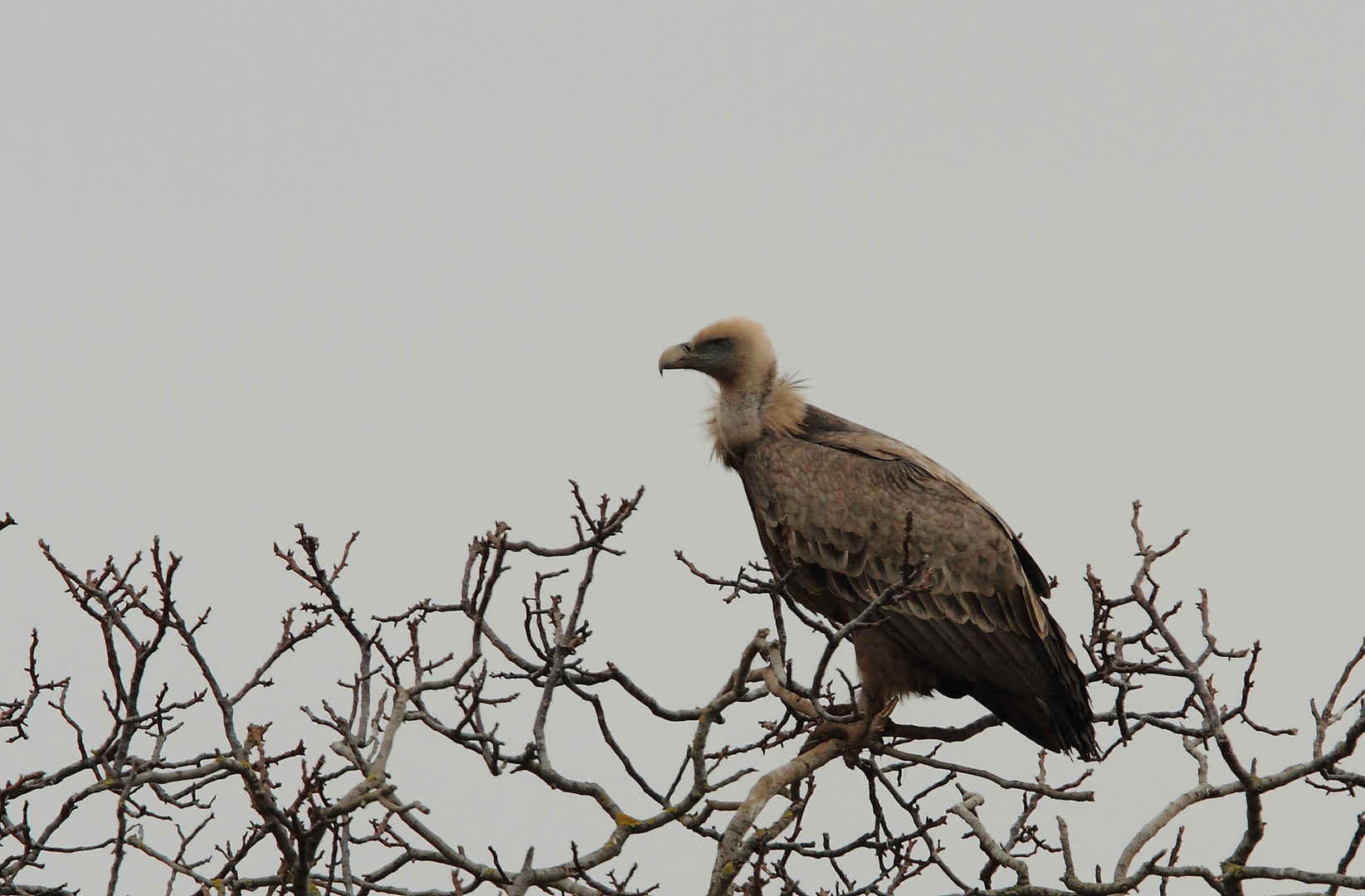 Gänsegeier 25.1.2014 RLP