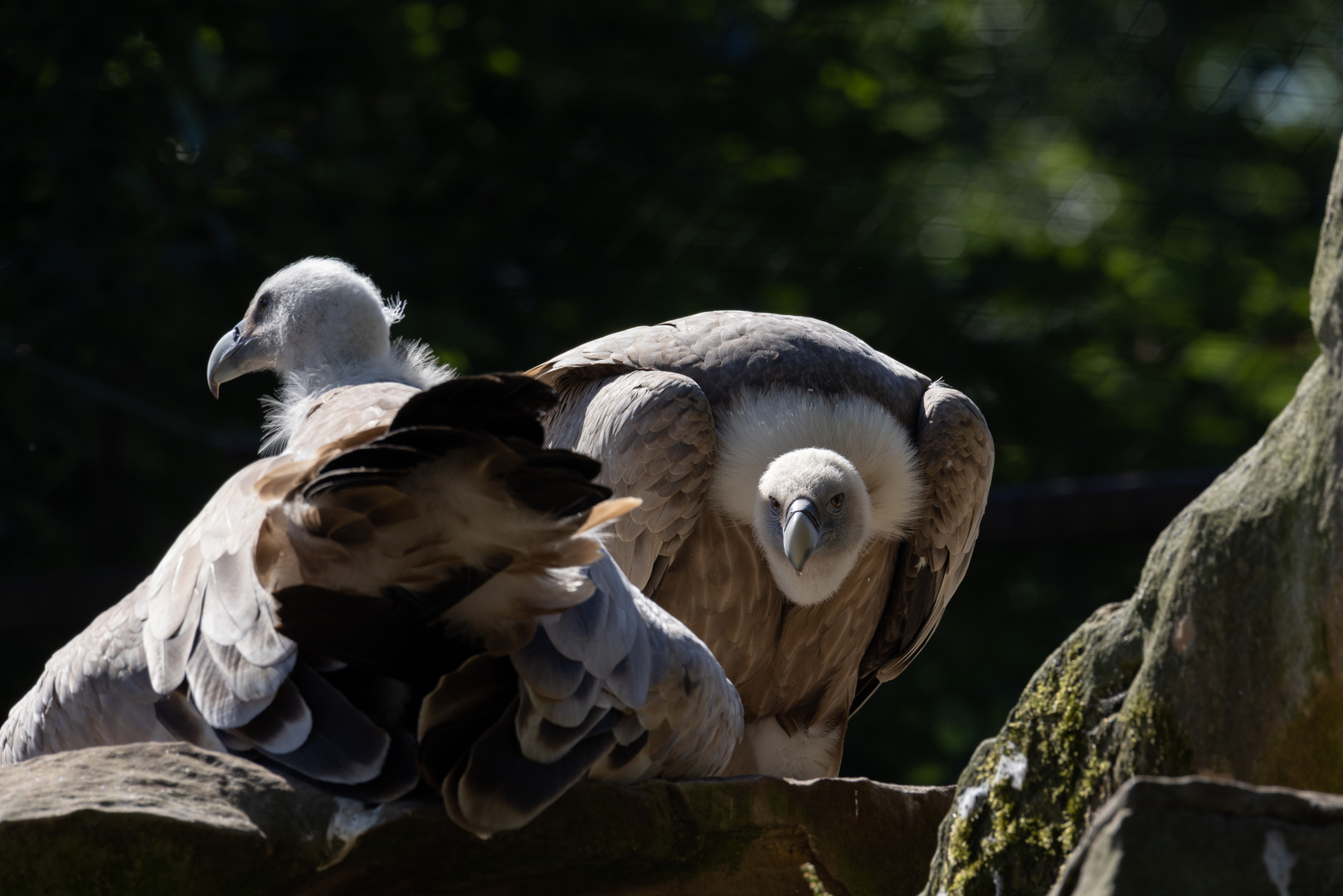 Gänsegeier